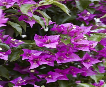 Bougainvillea auf Stamm (Bougainvillea glabra)