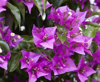 Bougainvillea auf Stamm (Bougainvillea glabra)