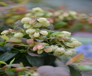 BerryBux Blaubeere (Vaccinium angustifolium ’BerryBux')