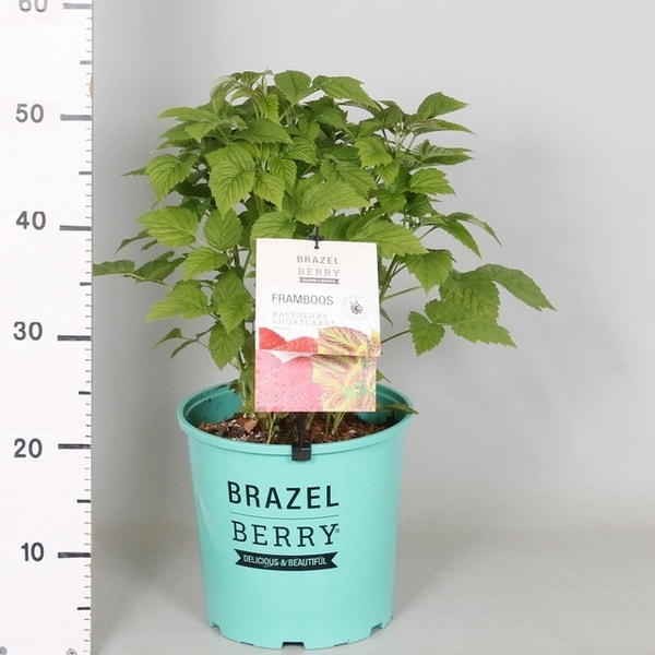 Rubus idaeus ‘Raspberry Shortcake’