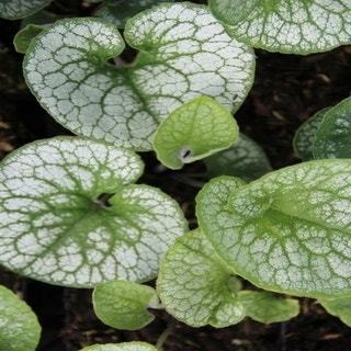 Brunnera macrophylla 'Alexander's Great