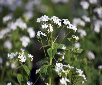 Kaukasischer Vergissmeinnicht (Brunnera macrophylla 'Betty Bowring')