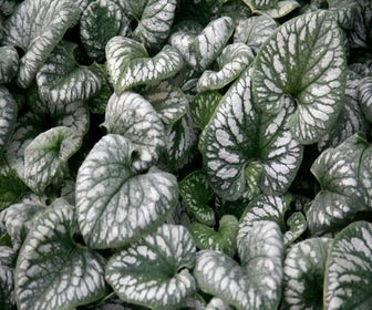 Kaukasische Vergissmeinnicht (Brunnera macrophylla 'Emerald Mist')