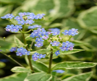 Kaukasische Vergissmeinnicht (Brunnera macrophylla 'Hadspen Cream')