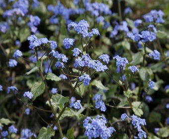 Kaukasische Vergissmeinnicht (Brunnera macrophylla 'Jack Frost')