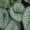 Kaukasische Vergissmeinnicht (Brunnera macrophylla 'Sea Heart')