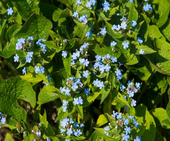 Sibirisches Vergissmeinnicht (Brunnera sibirica)