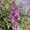 Schmetterlingsflieder (Buddleja davidii 'Border Beauty')