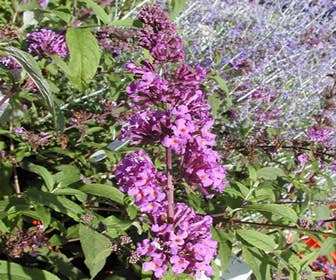 Schmetterlingsflieder (Buddleja davidii 'Border Beauty')