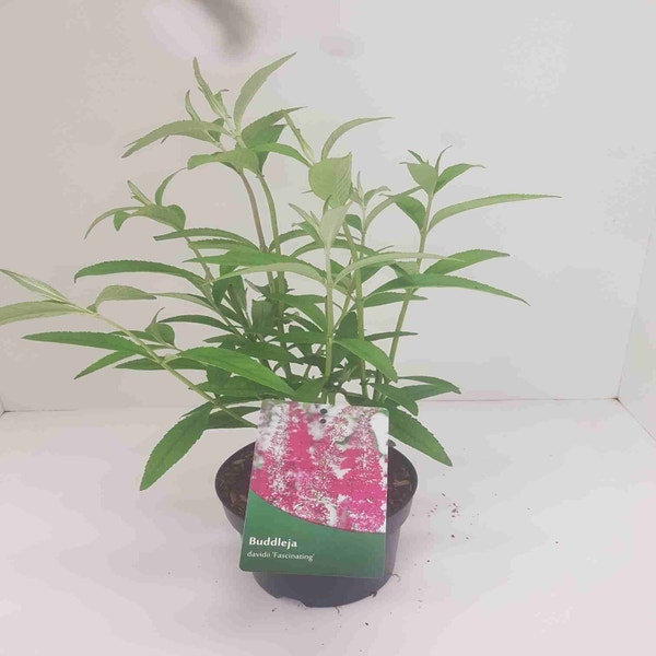 Vlinderstruik (Buddleja 