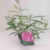 Schmetterlingsflieder (Buddleja davidii 'African Queen')