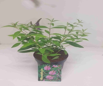 Schmetterlingsflieder (Buddleja davidii 'Flutterby Peace')