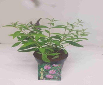 Schmetterlingsflieder (Buddleja davidii 'Flutterby Peace')