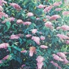 Schmetterlingsflieder (Buddleja 'Pink Panther®')