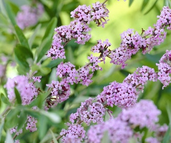 Schmetterlingsflieder (Buddleja alternifolia)