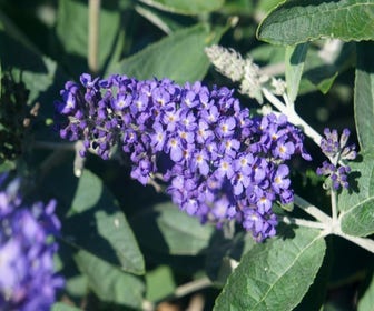 Schmetterlingsflieder (Buddleja Free Petite 'Blue Heaven')