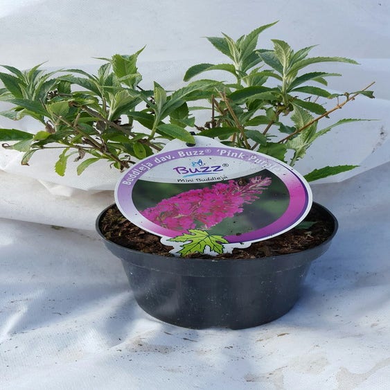 Vlinderstruik (Buddleja davidii (Buzz) 'Pink purple')