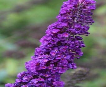 Schmetterlingsflieder (Buddleja davidii 'Black Knight')