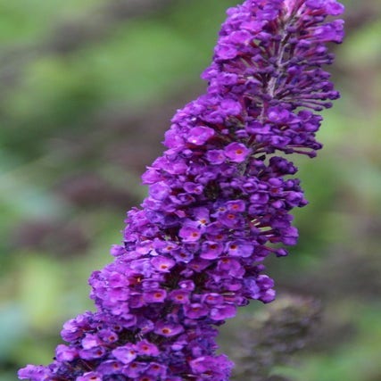 Buddleja davidii 'Black Knight' (Vlinderstruik) bloem