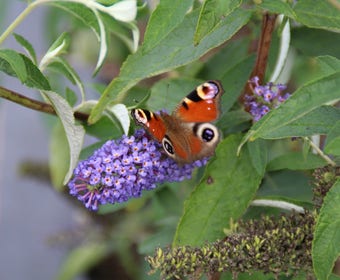 Schmetterlingsflieder (Buddleja davidii 'Empire Blue')