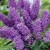 Schmetterlingsflieder (Buddleja davidii 'Nanho Blue')