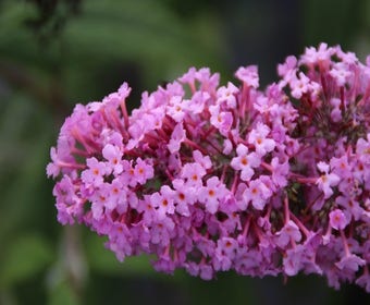 Schmetterlingsflieder (Buddleja davidii 'Pink Delight')