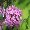 Schmetterlingsflieder (Buddleja davidii 'Pink Delight') BIO