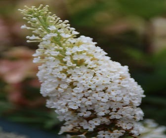 Schmetterlingsflieder (Buddleja davidii 'White Profusion') BIO