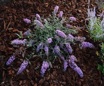Schmetterlingsflieder (Buddleja 'Free Petite® Lavender Flow')