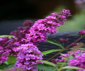 Schmetterlingsflieder (Buddleja davidii petite 'Tutti Frutti')