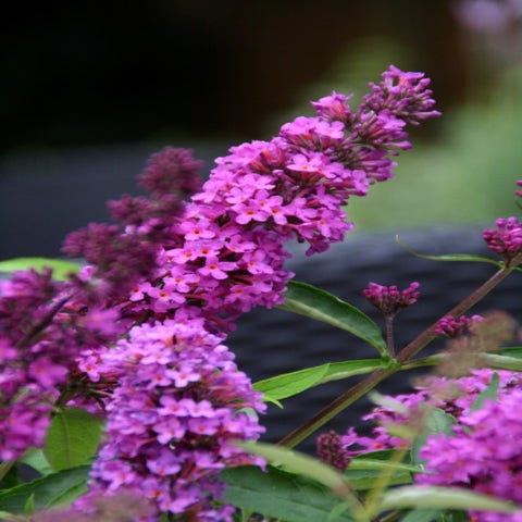 Vlinderstruik (Buddleja davidii petite 'Tutti Frutti')
