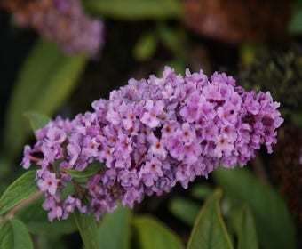 Schmetterlingsflieder (Buddleja 'Lilac Chip')