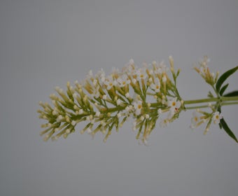 Schmetterlingsflieder (Buddleja davidii 'Nanho White')