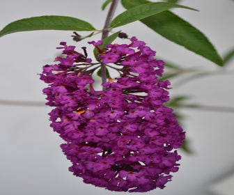 Schmetterlingsflieder (Buddleja davidii 'Royal Red')