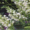 Schmetterlingsflieder (Buddleja 'Free petite® Snow White')
