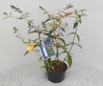 Schmetterlingsflieder (Buddleja weyeriana 'Sungold')