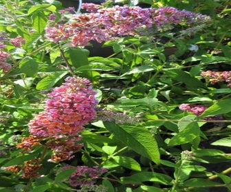 Schmetterlingsflieder (Buddleja 'Flower Power')