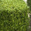 Buxus (Buxus microphylla 'Faulkner')