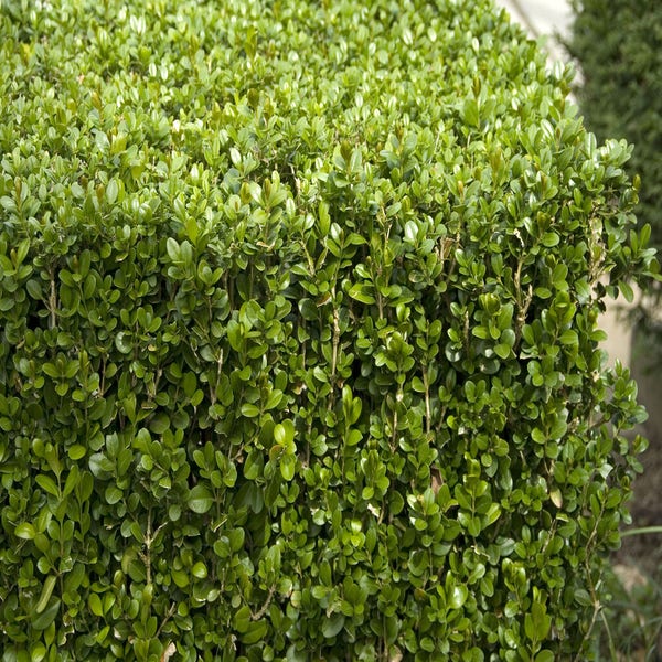 Buxus (Buxus microphylla 'Faulkner')