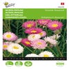 Acroclinium gefüllt gemischt