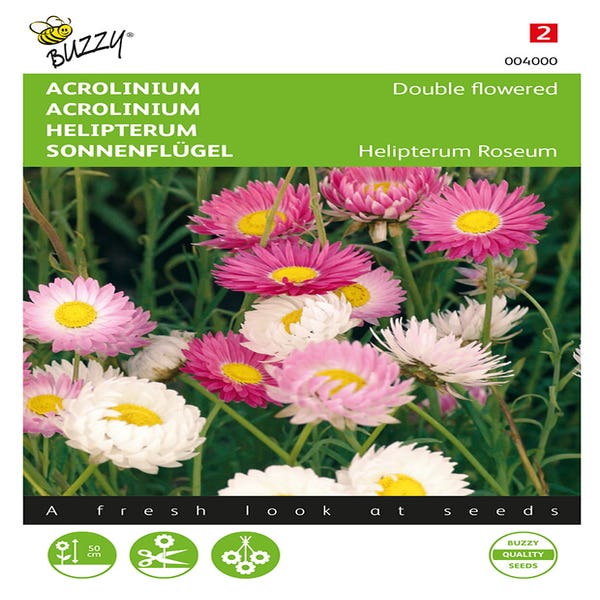 Acroclinium gefüllt gemischt