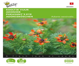 Kohlefeuer (Adonis aestivalis 'roodbloeiend')