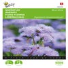 Leberbalsam (Ageratum houstonianum 'Blue Mink')