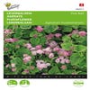 Leberbalsam (Ageratum houstonianum 'Pink Ball')