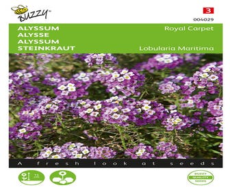 Alyssum (Lobularia maritima 'Royal Carpet')