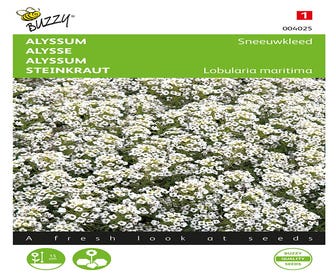 Alyssum (Lobularia maritima 'Sneeuwkleed')