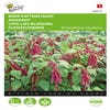 Fuchsschwanz (Amaranthus caudatus 'rood')