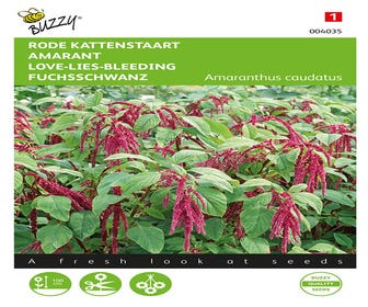 Fuchsschwanz (Amaranthus caudatus 'rood')