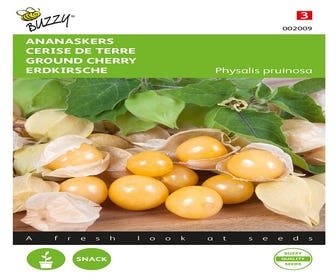 Ananaskers Physalis pruinosa