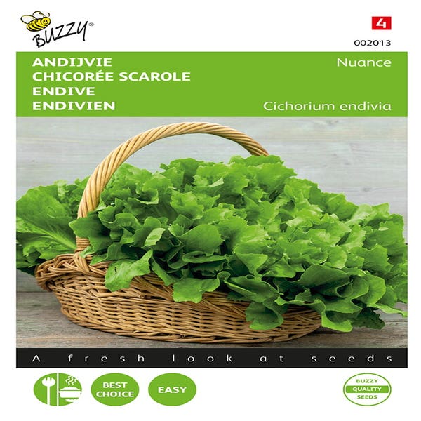 Endiviensalat Nuance